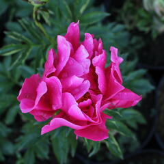 Pivoňka bělokvětá 'Paula Fay' - Paeonia lactiflora 'Paula Fay'