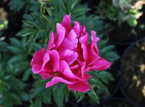 Pivoňka bělokvětá 'Paula Fay' - Paeonia lactiflora 'Paula Fay'