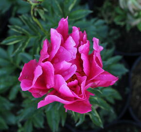 Pivoňka bělokvětá 'Paula Fay' - Paeonia lactiflora 'Paula Fay'