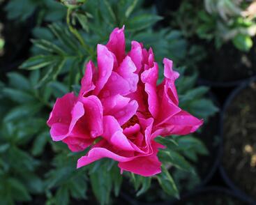 Pivoňka bělokvětá 'Paula Fay'