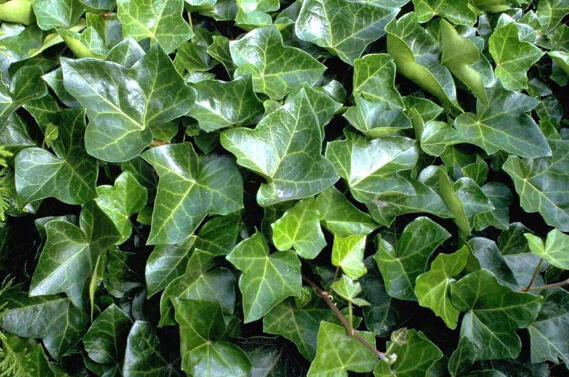 Břečťan popínavý 'Woerner' - Hedera helix 'Woerner'