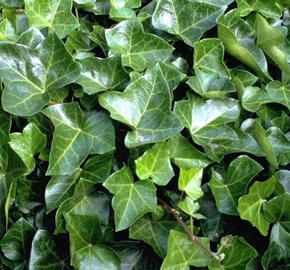 Břečťan popínavý 'Woerner' - Hedera helix 'Woerner'