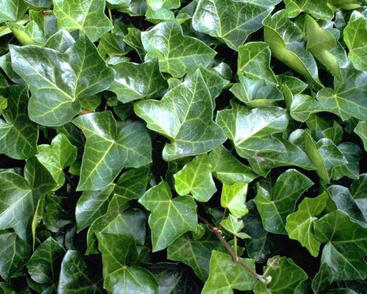 Břečťan popínavý 'Woerner'