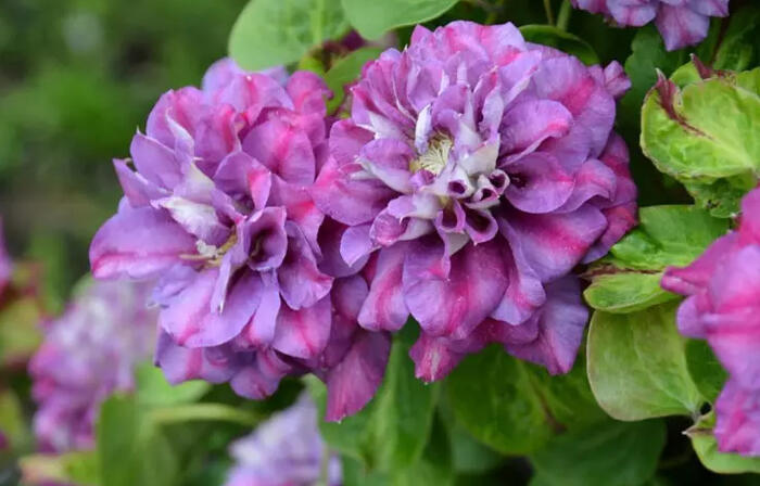 Plamének 'Krolowa Bona' - Clematis 'Krolowa Bona'