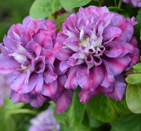 Plamének 'Krolowa Bona' - Clematis 'Krolowa Bona'