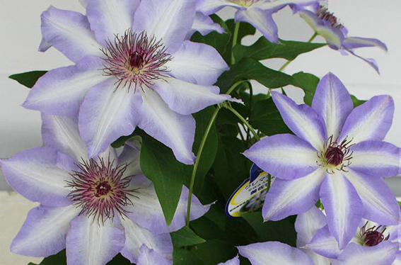 Plamének 'Misayo' - Clematis 'Misayo'