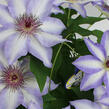 Plamének 'Misayo' - Clematis 'Misayo'