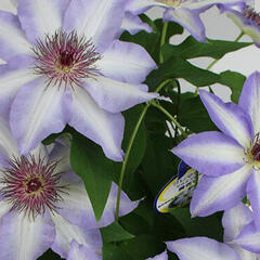 Plamének 'Misayo' - Clematis 'Misayo'