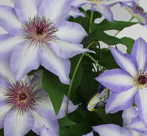 Plamének 'Misayo' - Clematis 'Misayo'