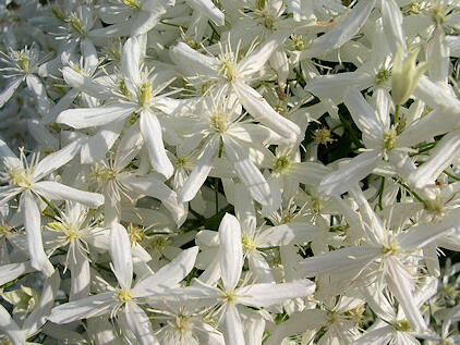 Plamének mandžuský - Clematis mandschurica
