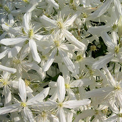 Plamének mandžuský - Clematis mandschurica