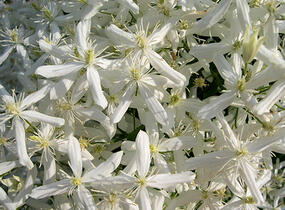 Plamének mandžuský - Clematis mandschurica