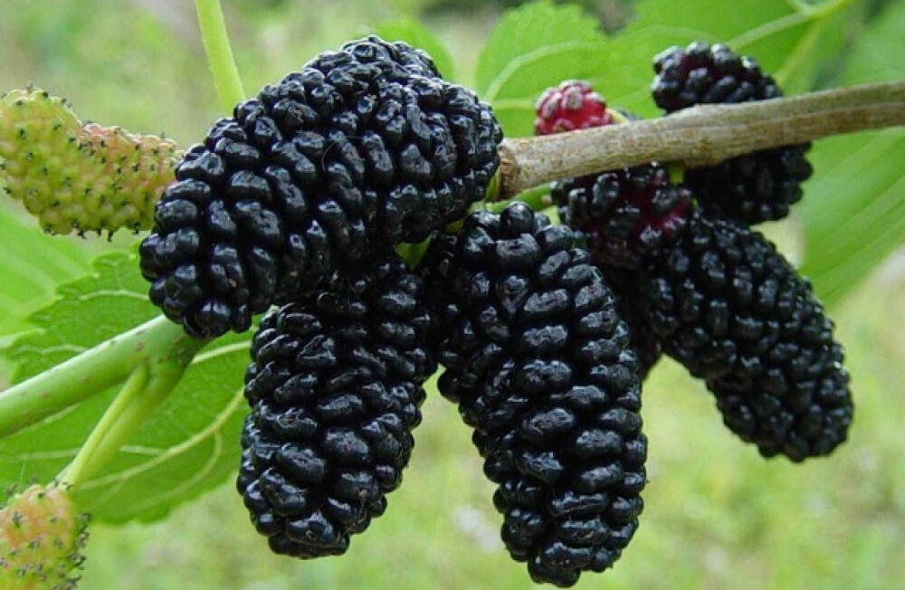 Morušovník velkoplodý 'Illinois Everbeering' - Morus 'Illinois Everbeering'