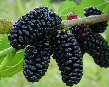 Morušovník velkoplodý 'Illinois Everbeering'