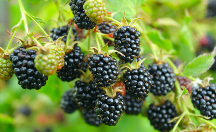 Ostružiník beztrnný 'Locktay' - Rubus fruticosus 'Locktay'