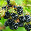 Ostružiník beztrnný 'Locktay' - Rubus fruticosus 'Locktay'