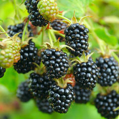 Ostružiník beztrnný 'Locktay' - Rubus fruticosus 'Locktay'
