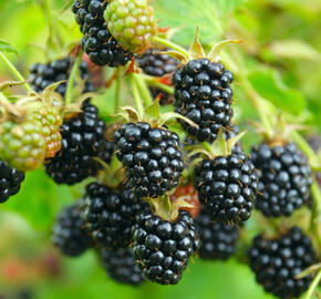 Ostružiník beztrnný 'Locktay' - Rubus fruticosus 'Locktay'