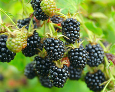 Ostružiník beztrnný 'Locktay'