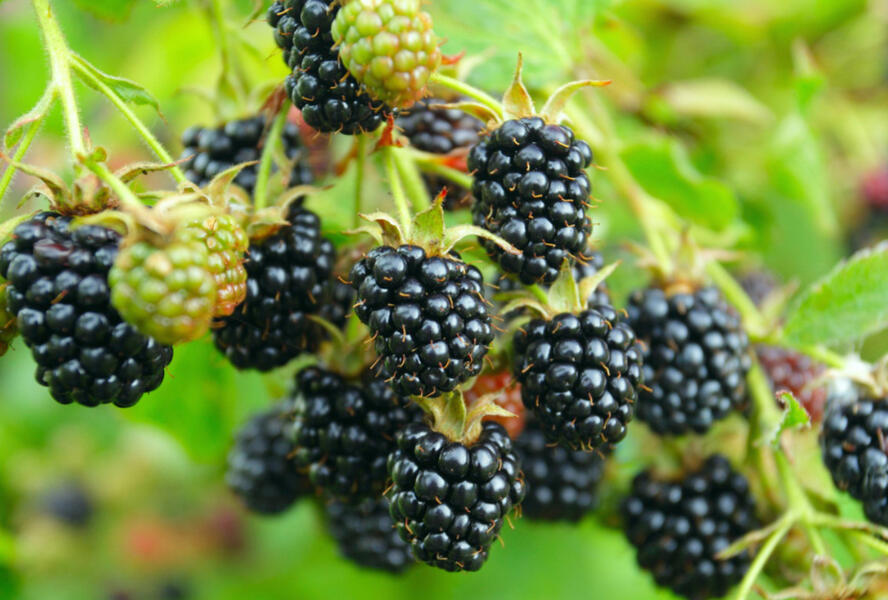 Ostružiník beztrnný 'Locktay' - Rubus fruticosus 'Locktay'