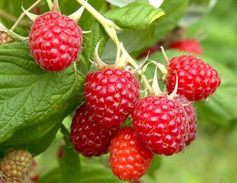 Maliník remontantní beztrnný 'Sweet Sunshine' - Rubus idaeus 'Sweet Sunshine'