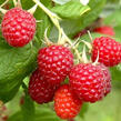 Maliník remontantní beztrnný 'Sweet Sunshine' - Rubus idaeus 'Sweet Sunshine'
