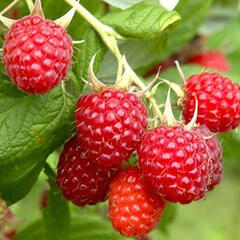 Maliník remontantní beztrnný 'Sweet Sunshine' - Rubus idaeus 'Sweet Sunshine'