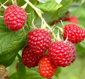 Maliník remontantní beztrnný 'Sweet Sunshine' - Rubus idaeus 'Sweet Sunshine'