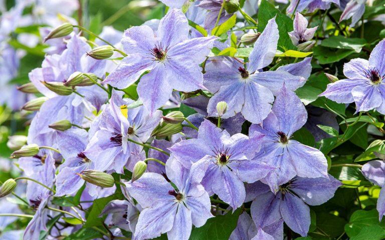 Plamének 'Sky Fall' - Clematis 'Sky Fall'