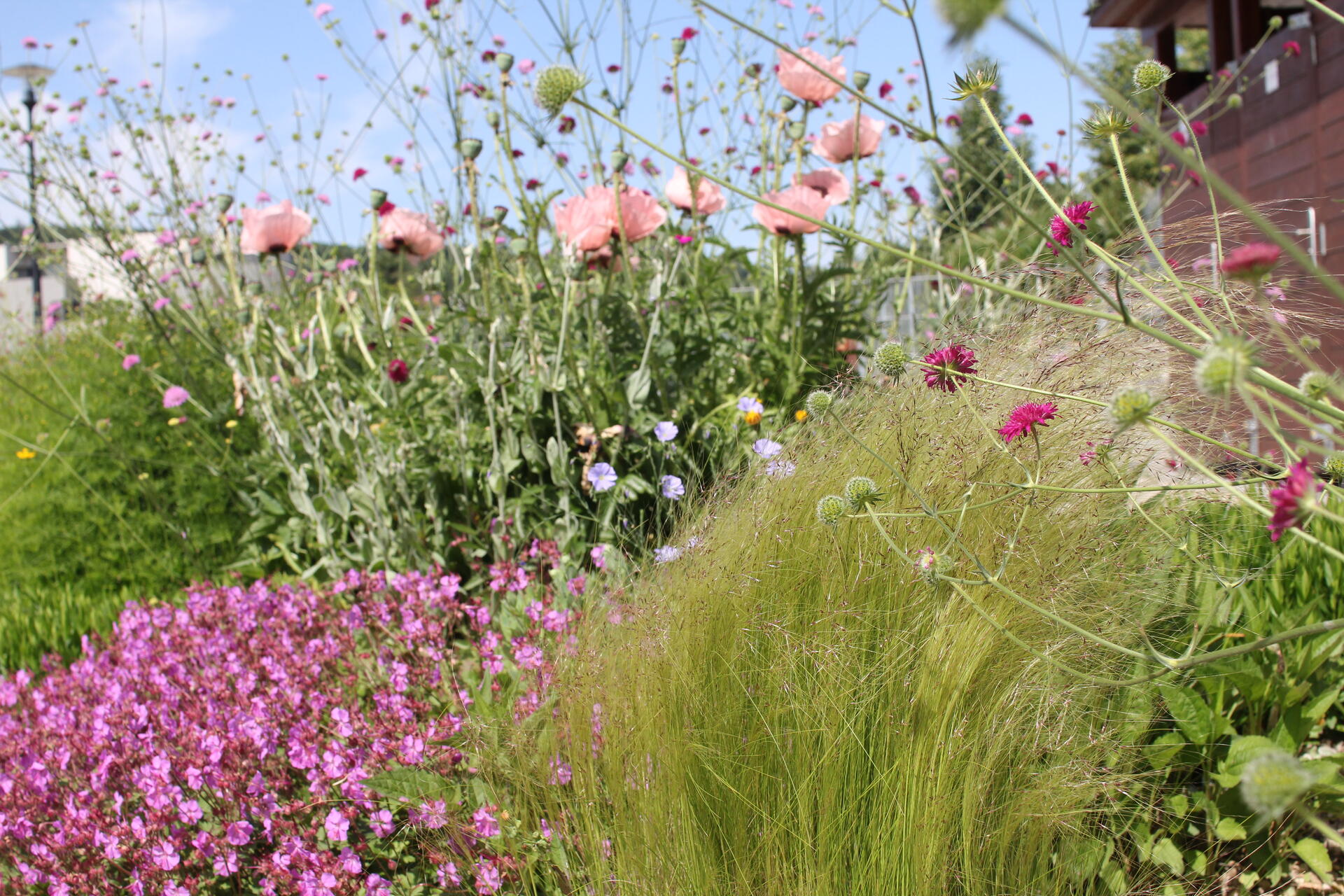 Smíšený trvalkový záhon