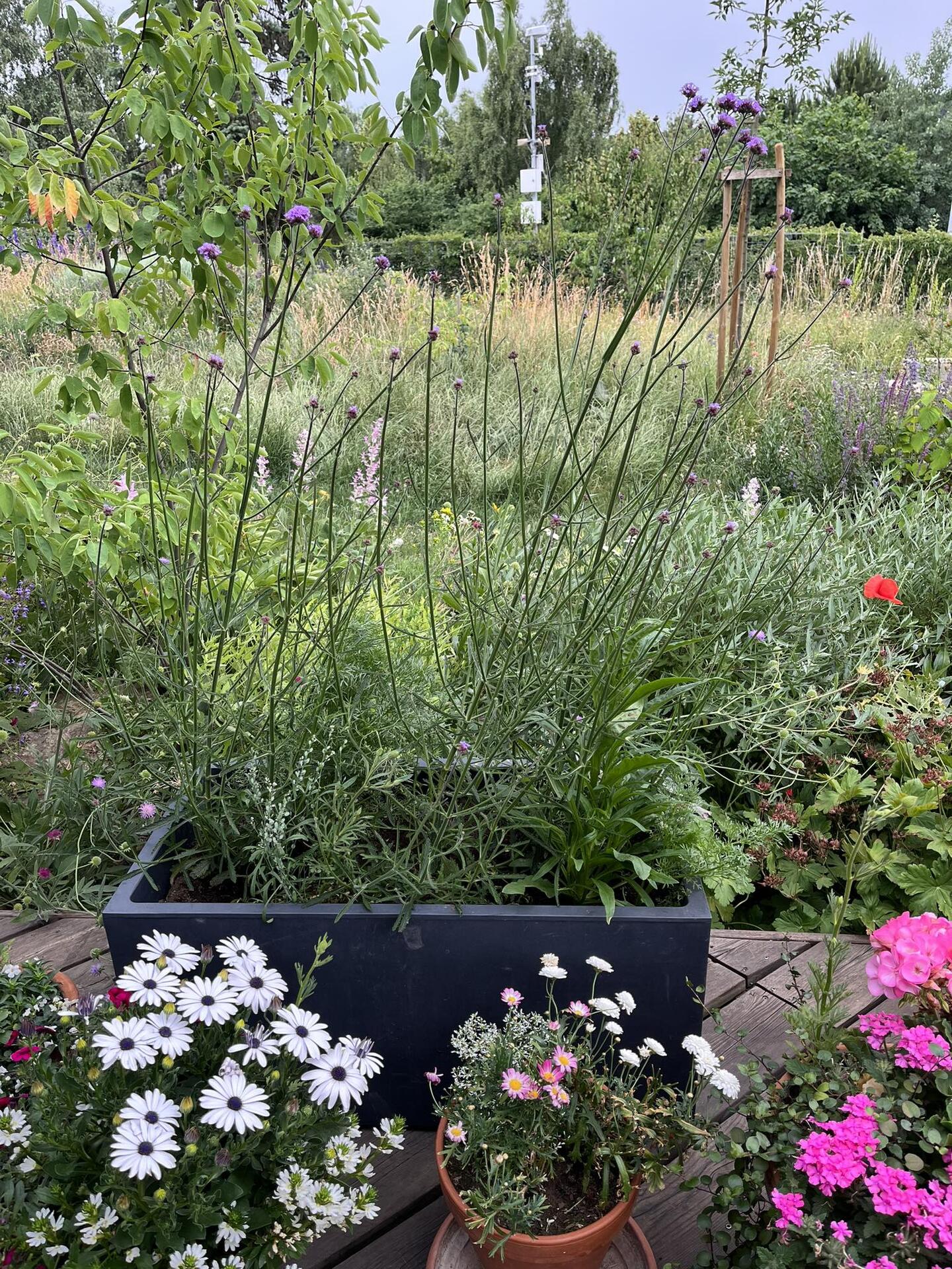 sporýš argentinský