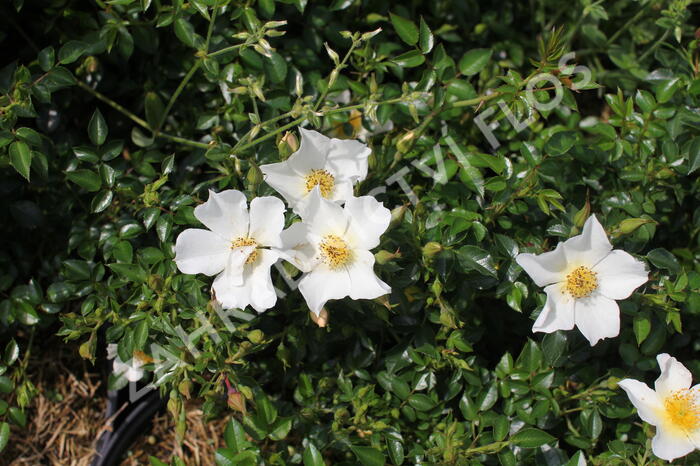 Růže mini 'Sonnenröschen' ('Rose du Soleil') - Rosa MI 'Sonnenröschen' ('Rose du Soleil')