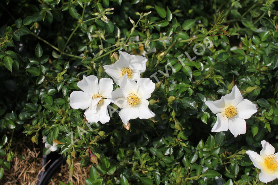 Růže mini 'Sonnenröschen' ('Rose du Soleil') - Rosa MI 'Sonnenröschen' ('Rose du Soleil')