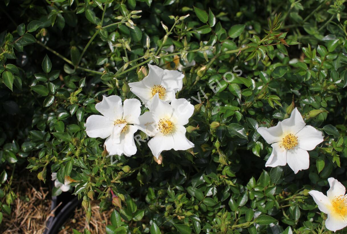 Růže miniaturní 'Sonnenröschen' ('Rose du Soleil') - Rosa MI 'Sonnenröschen' ('Rose du Soleil')