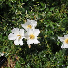 Růže mini 'Sonnenröschen' ('Rose du Soleil') - Rosa MI 'Sonnenröschen' ('Rose du Soleil')