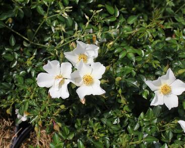 Růže miniaturní 'Sonnenröschen' ('Rose du Soleil')