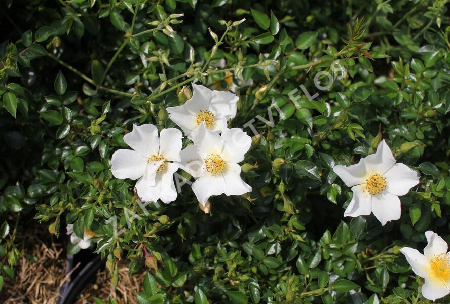 Růže miniaturní 'Sonnenröschen' ('Rose du Soleil') - Rosa MI 'Sonnenröschen' ('Rose du Soleil')