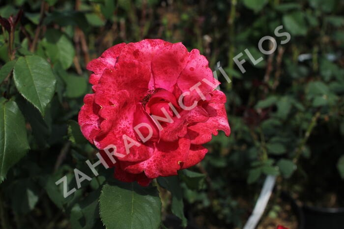 Růže velkokvětá 'Queen of Bermuda' - Rosa VK 'Queen of Bermuda'