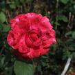 Růže velkokvětá 'Queen of Bermuda' - Rosa VK 'Queen of Bermuda'