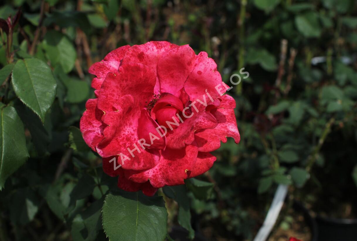 Růže velkokvětá 'Queen of Bermuda' - Rosa VK 'Queen of Bermuda'