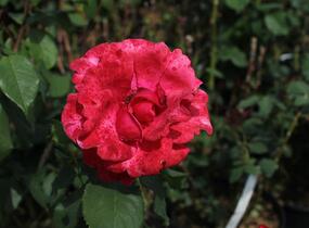 Růže velkokvětá 'Queen of Bermuda' - Rosa VK 'Queen of Bermuda'