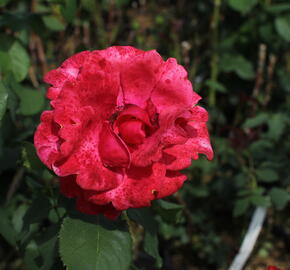 Růže velkokvětá 'Queen of Bermuda' - Rosa VK 'Queen of Bermuda'