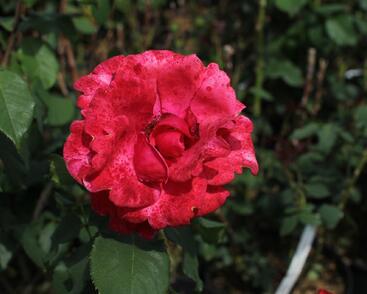 Růže velkokvětá 'Queen of Bermuda'