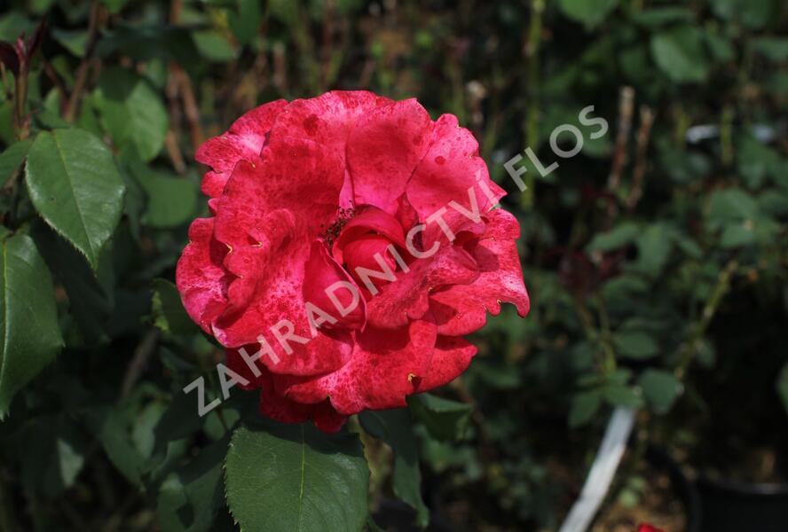 Růže velkokvětá 'Queen of Bermuda' - Rosa VK 'Queen of Bermuda'