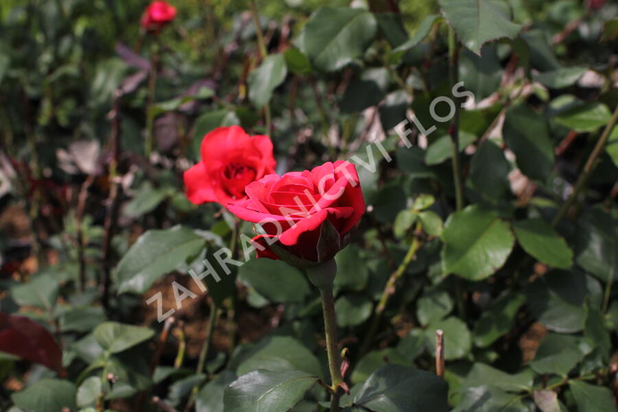 Růže velkokvětá 'Queen of Bermuda' - Rosa VK 'Queen of Bermuda'