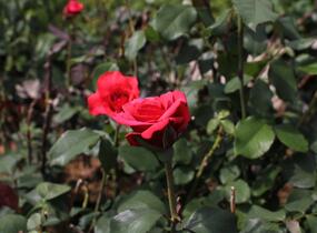 Růže velkokvětá 'Queen of Bermuda' - Rosa VK 'Queen of Bermuda'