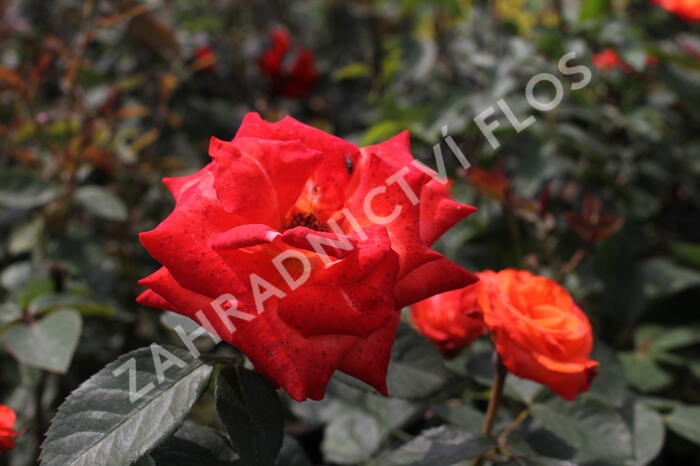 Růže velkokvětá 'Monica' - Rosa VK 'Monica'