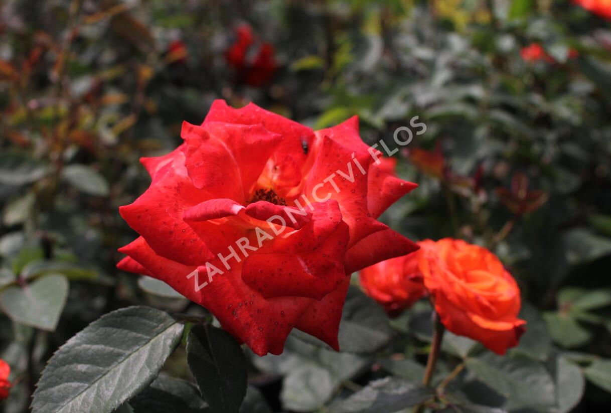 Růže velkokvětá 'Monica' - Rosa VK 'Monica'