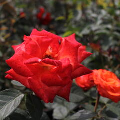 Růže velkokvětá 'Monica' - Rosa VK 'Monica'