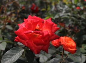 Růže velkokvětá 'Monica' - Rosa VK 'Monica'